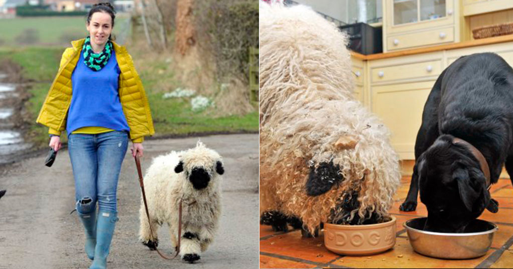 Πρόβατο νομίζει ότι είναι σκύλος και του μάθουν από την αρχή να ζει ως πρόβατο