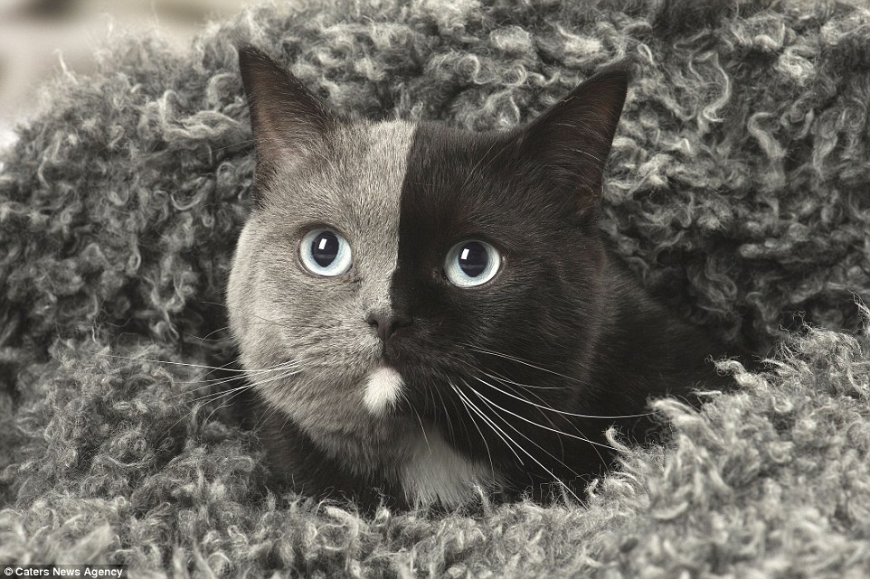 Γάτα με δυο πρόσωπα έχει τέλειο χώρισμα ανάμεσα στο μαύρο και γκρι τρίχωμά της