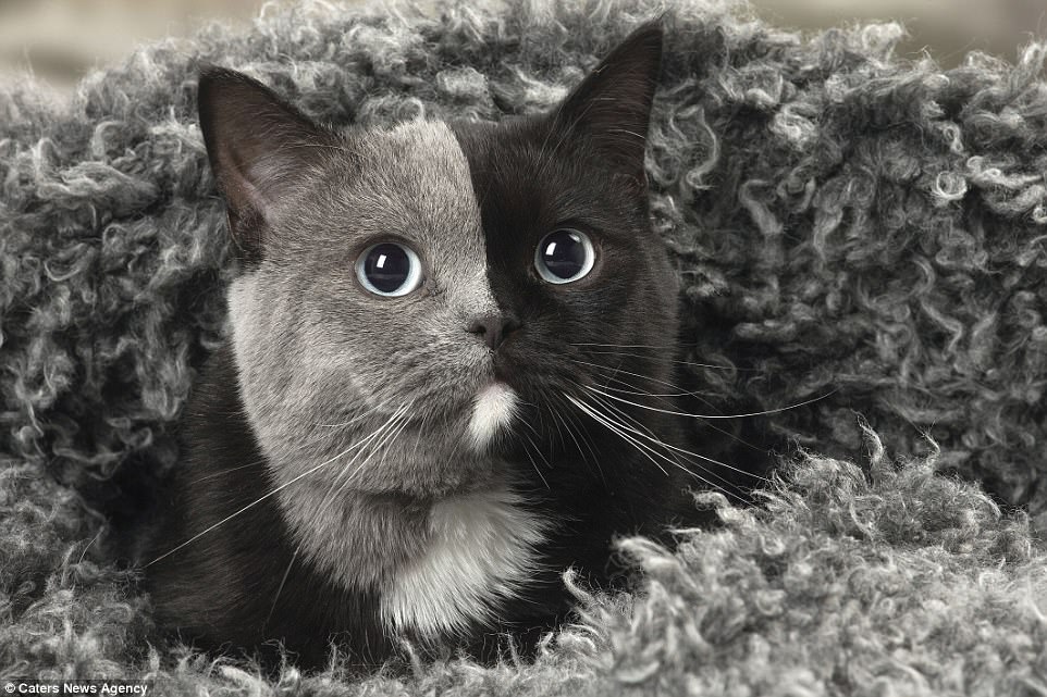 Γάτα με δυο πρόσωπα έχει τέλειο χώρισμα ανάμεσα στο μαύρο και γκρι τρίχωμά της