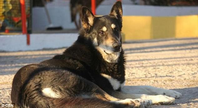 Πιστός σκύλος πέθανε στο τάφο του αφεντικού που κοιμόταν για 11 χρόνια
