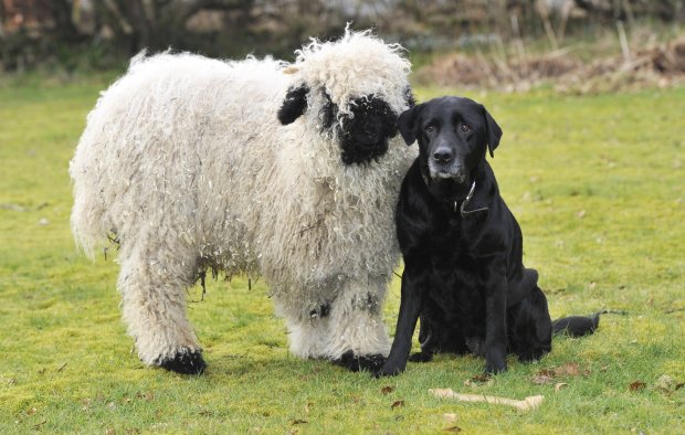 Πρόβατο νομίζει ότι είναι σκύλος και του μάθουν από την αρχή να ζει ως πρόβατο