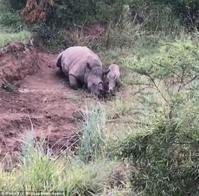 Μωρό ρινόκερος προσπαθεί να θηλάσει από την νεκρή μαμά του που την είχαν σκοτώσει κυνηγοί