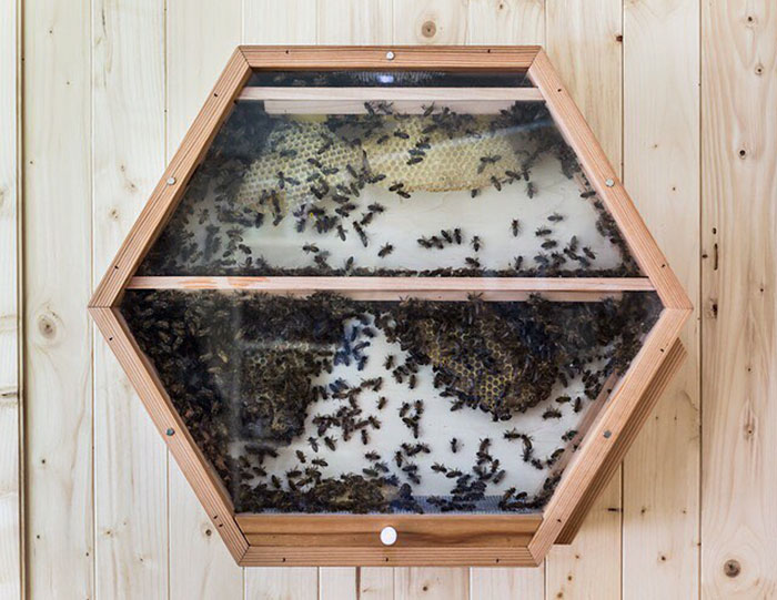 Εταιρία δημιούργησε σπιτικές κυψέλες για να αυξήσει τον πληθυσμό των μελισσών