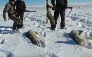 Κυνηγοί κλωτσούν λύκο γιατί τον νομίζουν πεθαμένο και παθαίνουν την πλάκα της ζωής τους