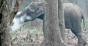 Βίντεο κατέγραψε έναν ελέφαντα να καπνίζει σε δάσος της Ινδίας