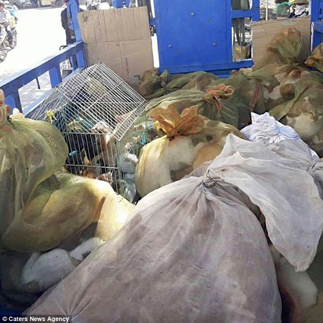 Εικόνες-σοκ δείχνουν το εσωτερικό μιας αγοράς κρέατος γατιών στο Βιετνάμ