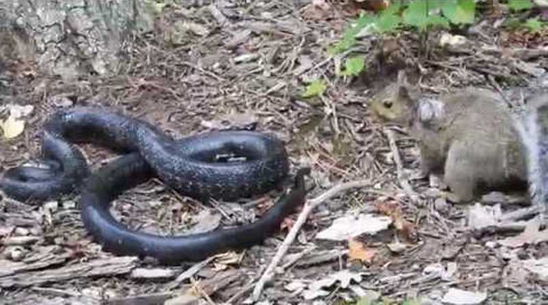 Μητέρα σκίουρος έρχεται αντιμέτωπη με φίδι (Βίντεο)