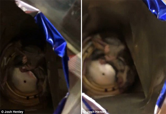 Άντρας άνοιξε ένα κουτάκι Red Bull και βρήκε μέσα πεθαμένο ποντίκι