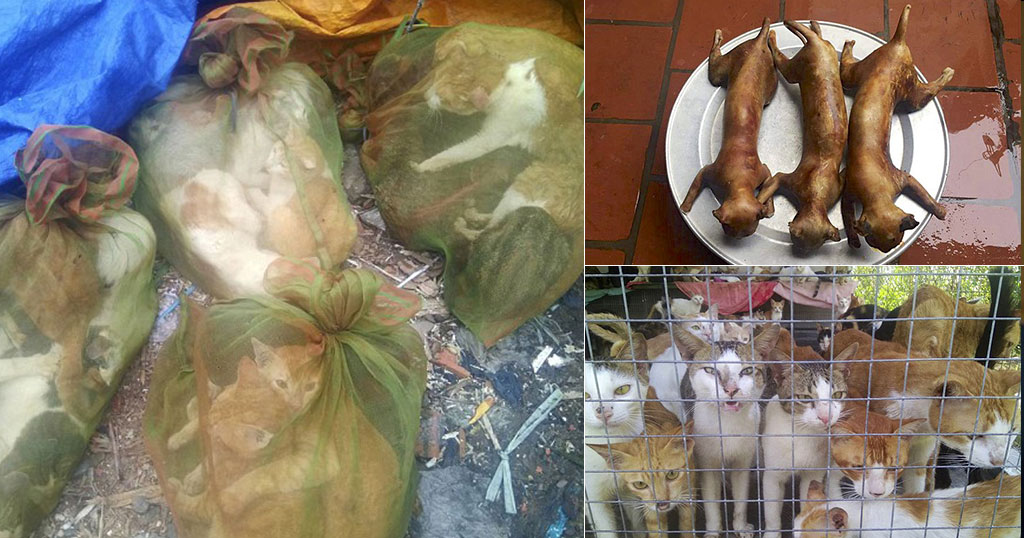 Εικόνες-σοκ δείχνουν το εσωτερικό μιας αγοράς κρέατος γατιών στο Βιετνάμ