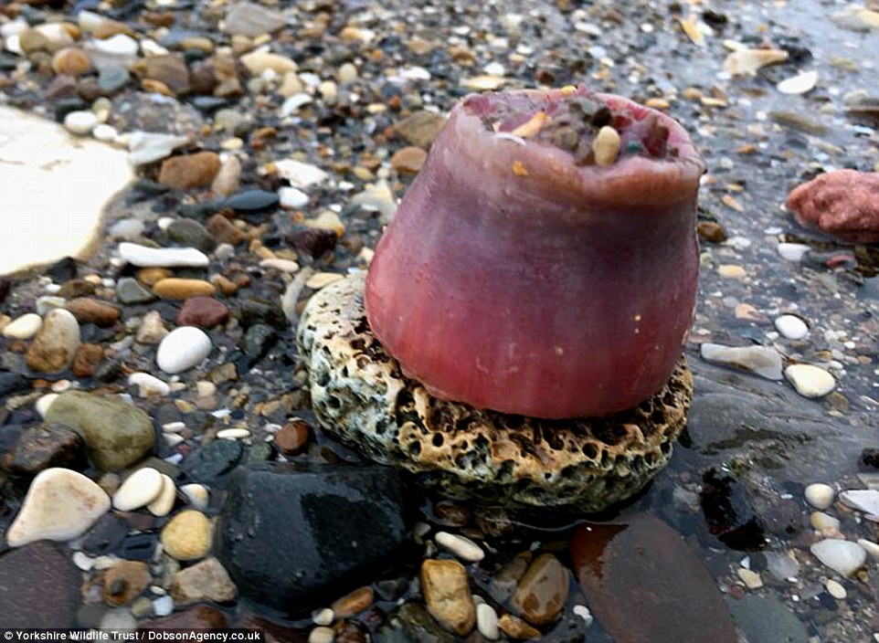 Παραλίες στην Αγγλία γέμισαν με ξεβρασμένα και νεκρά ψάρια