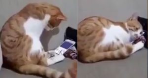 Γάτος βλέπει τη νεκρή ιδιοκτήτριά του σε βίντεο και αγκαλιάζει το κινητό