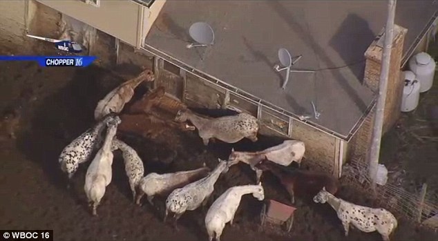 25 νεκρά άλογα ήταν τόσο πεινασμένα που έτρωγαν το αλουμίνιο από τους τοίχους αγροκτήματος