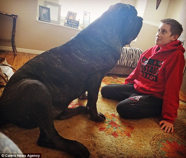 To μεγαλύτερο κουτάβι του κόσμου έχει ύψος 1.80 και ζυγίζει 82 κιλά