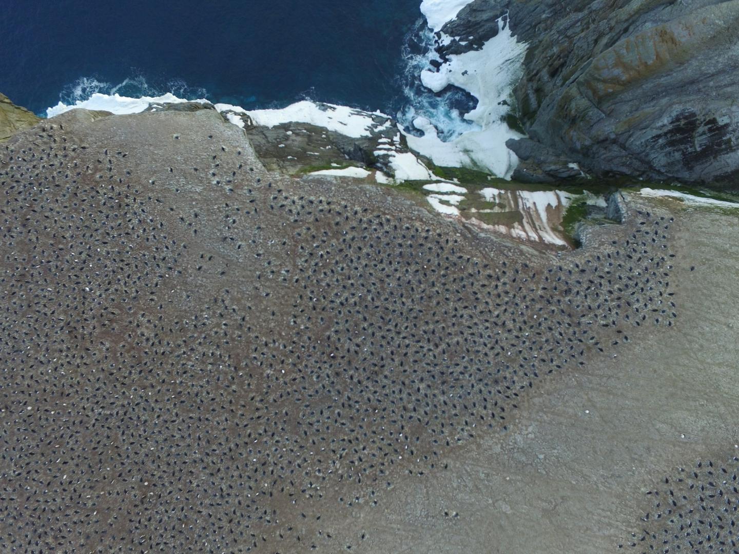 Τεράστια αποικία 1,5 εκατομμυρίων πιγκουίνων ανακαλύφθηκε στην Ανταρκτική