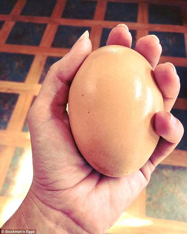 Αγρότης ανακάλυψε τεράστιο αυγό που έκρυβε άλλο αυγό μέσα