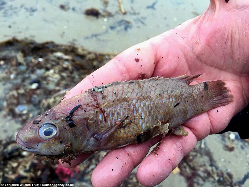 Παραλίες στην Αγγλία γέμισαν με ξεβρασμένα και νεκρά ψάρια