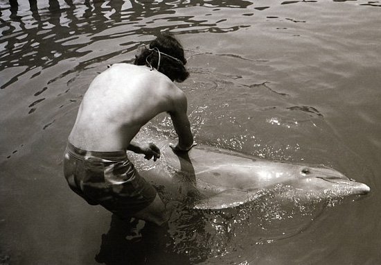 Άντρας που έκανε σεξ με δελφίνι εξηγεί πως έγινε