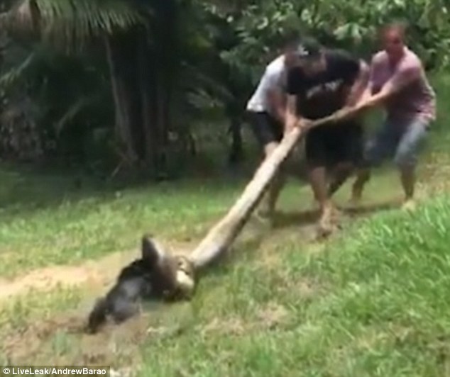 Χωρικοί στην Βραζιλία έσωσαν μικρό σκύλο από ένα τεράστιο ανακόντα