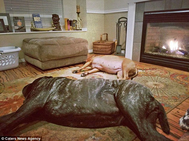 To μεγαλύτερο κουτάβι του κόσμου έχει ύψος 1.80 και ζυγίζει 82 κιλά