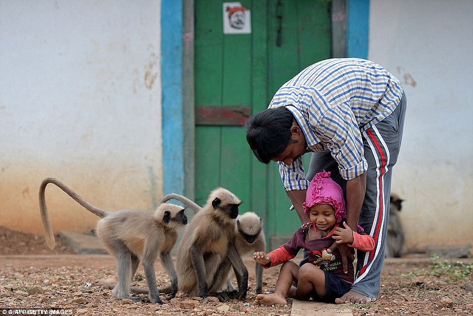 2χρονο αγόρι λατρεύεται ως μετενσάρκωση ενός θεού από 20 μαϊμούδες