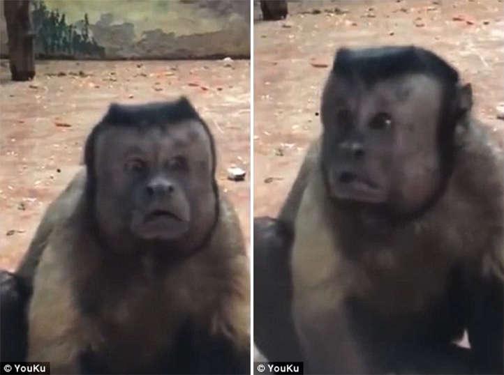 Μαϊμού με «ανθρώπινο πρόσωπο» έχει ξετρελάνει το διαδίκτυο