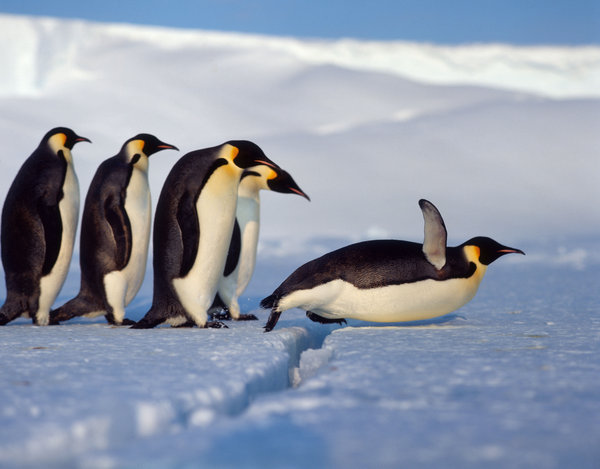 Τεράστια αποικία 1,5 εκατομμυρίων πιγκουίνων ανακαλύφθηκε στην Ανταρκτική