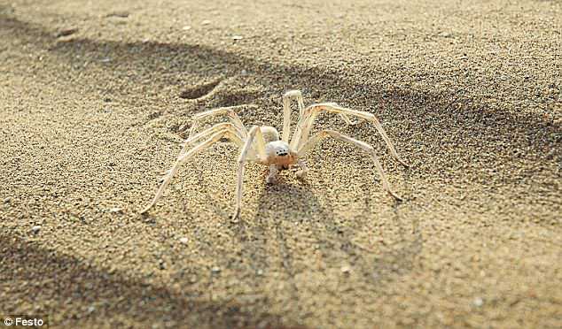 Τρομακτική αράχνη – ρομπότ μπορεί να μετατραπεί σε τροχό και να μας κυνηγήσει