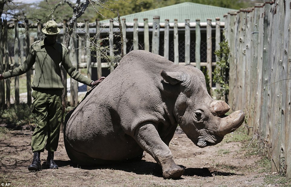 Φύλακας αποχαιρετάει τον τελευταίο λευκό αρσενικό ρινόκερο του κόσμου λίγο πριν πεθάνει