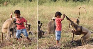 2χρονο αγόρι λατρεύεται ως μετενσάρκωση ενός θεού από 20 μαϊμούδες