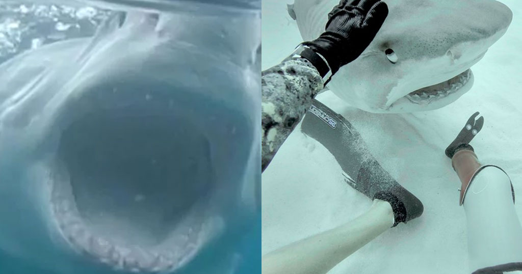 Άντρας που έχασε το πόδι του από επίθεση καρχαρία πριν από 20 χρόνια απαθανατίζει έναν μεγάλο λευκό καρχαρία