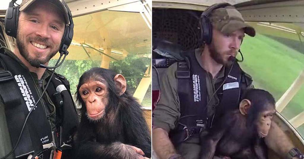 Χιμπατζής που διασώθηκε έγινε συγκυβερνήτης στην πτήση για το καινούργιο του σπίτι