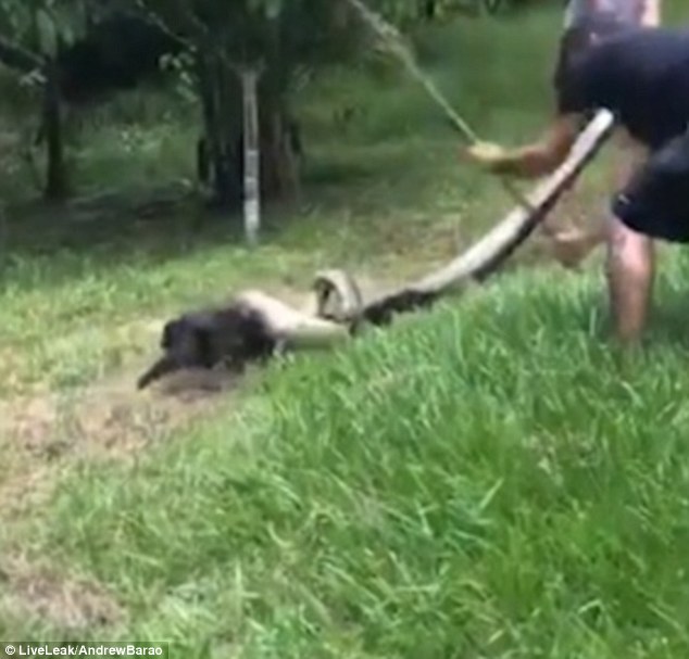 Χωρικοί στην Βραζιλία έσωσαν μικρό σκύλο από ένα τεράστιο ανακόντα