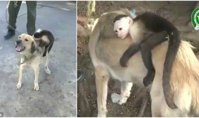 Ένας σκύλος και ένα μαϊμουδάκι έχασαν τις οικογένειες τους και έχουν γίνει αχώριστοι φίλοι