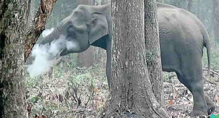 Βίντεο κατέγραψε έναν ελέφαντα να καπνίζει σε δάσος της Ινδίας
