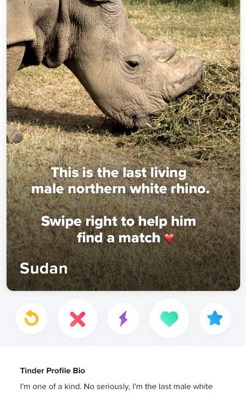 Οι τελευταίες φωτογραφίες του μοναδικού λευκού αρσενικού ρινόκερου στον κόσμο