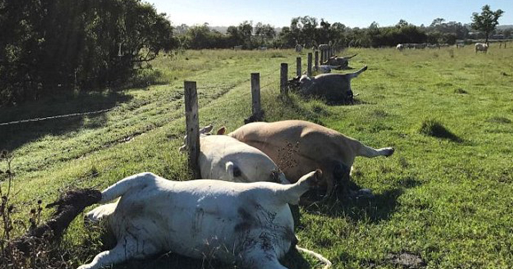 Αγρότης βρήκε τις αγελάδες του νεκρές και ευθεία στοιχισμένες μετά από χτύπημα κεραυνού