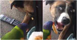 Παπαγάλος ταΐζει πατάτες τον σκύλο αδερφάκι του