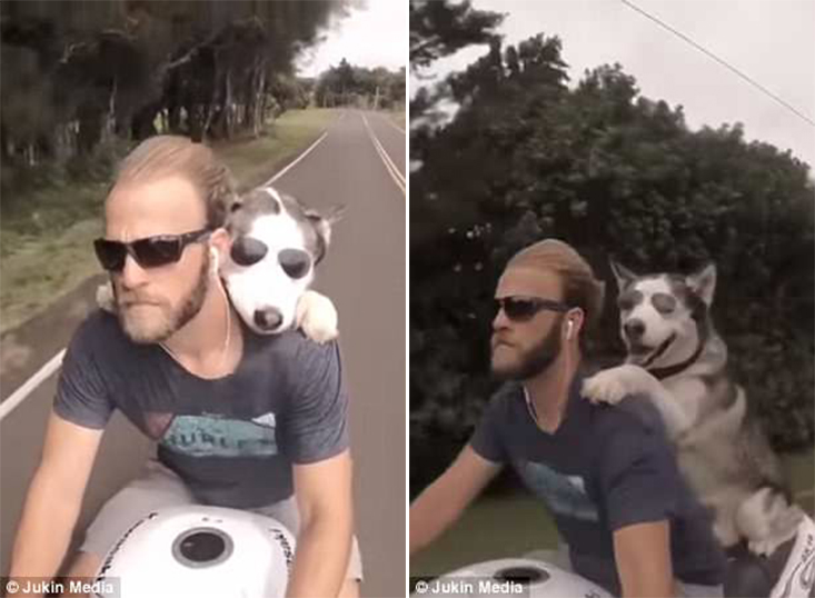 Άντρας και σκύλος με γυαλιά ηλίου κάνουν βόλτα με την μηχανή τους στην Χαβάη
