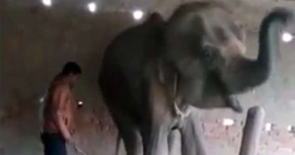 Σοκαριστικό βίντεο δείχνει τις τελευταίες ώρες ενός ελέφαντα που τον άφησαν να πεθάνει της πείνας