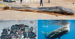 Φάλαινα βρέθηκε νεκρή λόγω πλαστικών που είχε καταπιεί σε ακτή της Ισπανίας