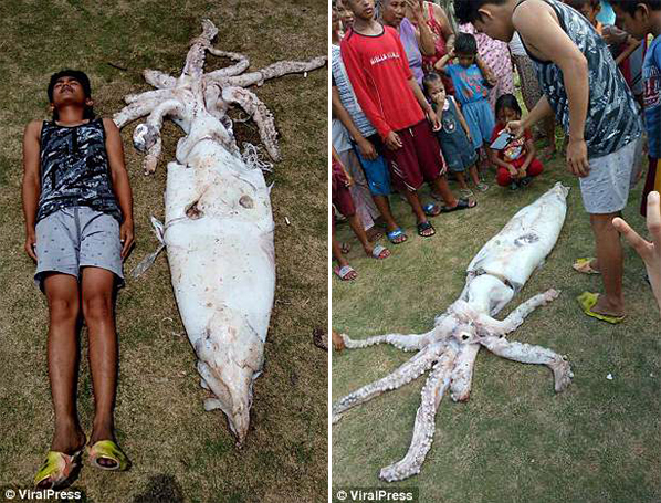 Ψαράς έπιασε ένα τεράστιο καλαμάρι 2,5 μέτρων στις Φιλιππίνες