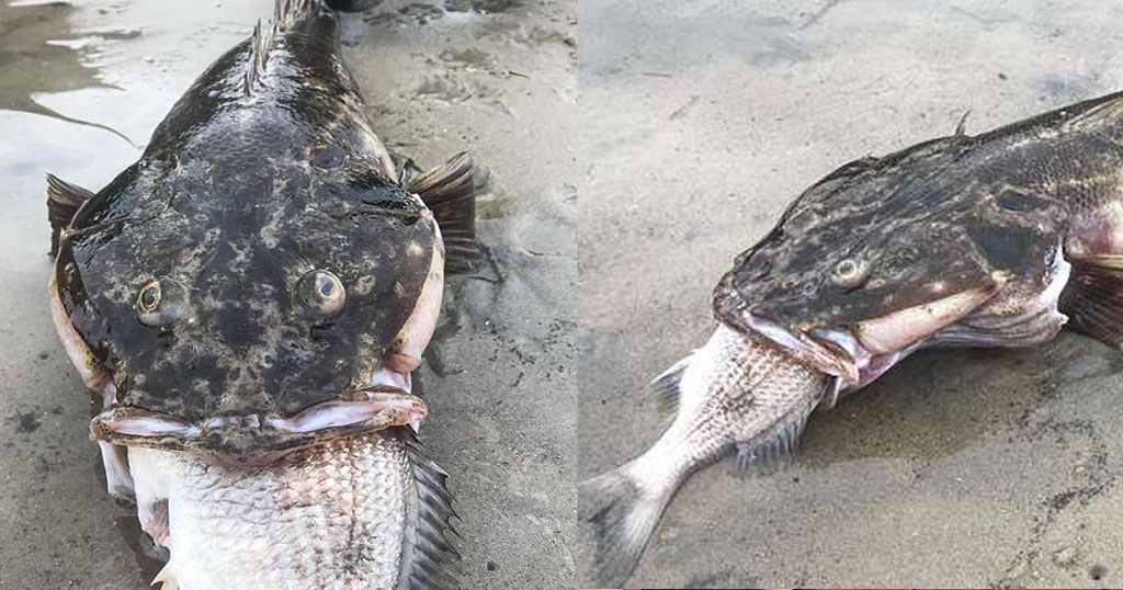 Tεράστιο ψάρι πνίγηκε προσπαθώντας να φάει ένα άλλο ψάρι
