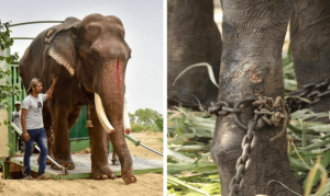 Ελέφαντας που ζούσε για 50 χρόνια αλυσοδεμένος απελευθερώθηκε από φιλοζωική οργάνωση