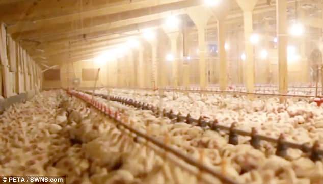 H τρομακτική πραγματικότητα που ζουν τα πουλερικά σε μια φάρμα που προμηθεύει γνωστές εταιρίες