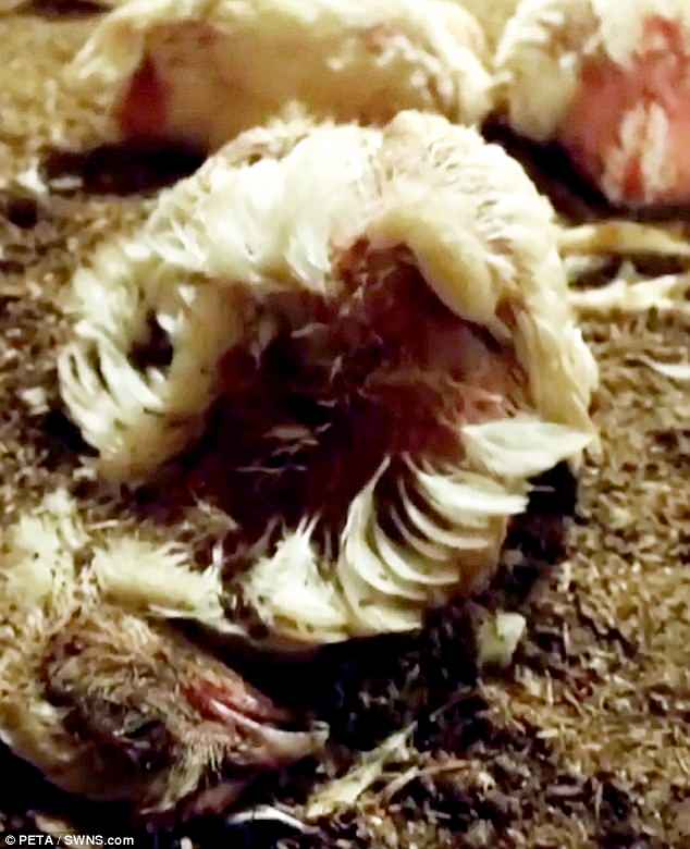 H τρομακτική πραγματικότητα που ζουν τα πουλερικά σε μια φάρμα που προμηθεύει γνωστές εταιρίες