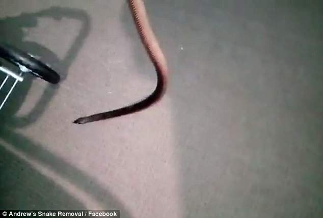 Πατέρας βρήκε θανατηφόρο φίδι στο δωμάτιο της κόρης του