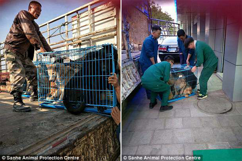 Σκύλος κλαίει μετά την διάσωσή του από αγορά κρέατος στην Κίνα