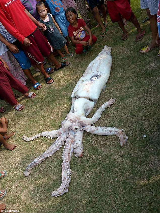 Ψαράς έπιασε ένα τεράστιο καλαμάρι 2,5 μέτρων στις Φιλιππίνες