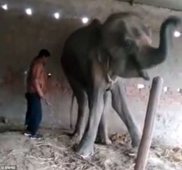 Σοκαριστικό βίντεο δείχνει τις τελευταίες ώρες ενός ελέφαντα που τον άφησαν να πεθάνει της πείνας