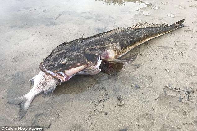 Tεράστιο ψάρι πνίγηκε προσπαθώντας να φάει ένα άλλο ψάρι